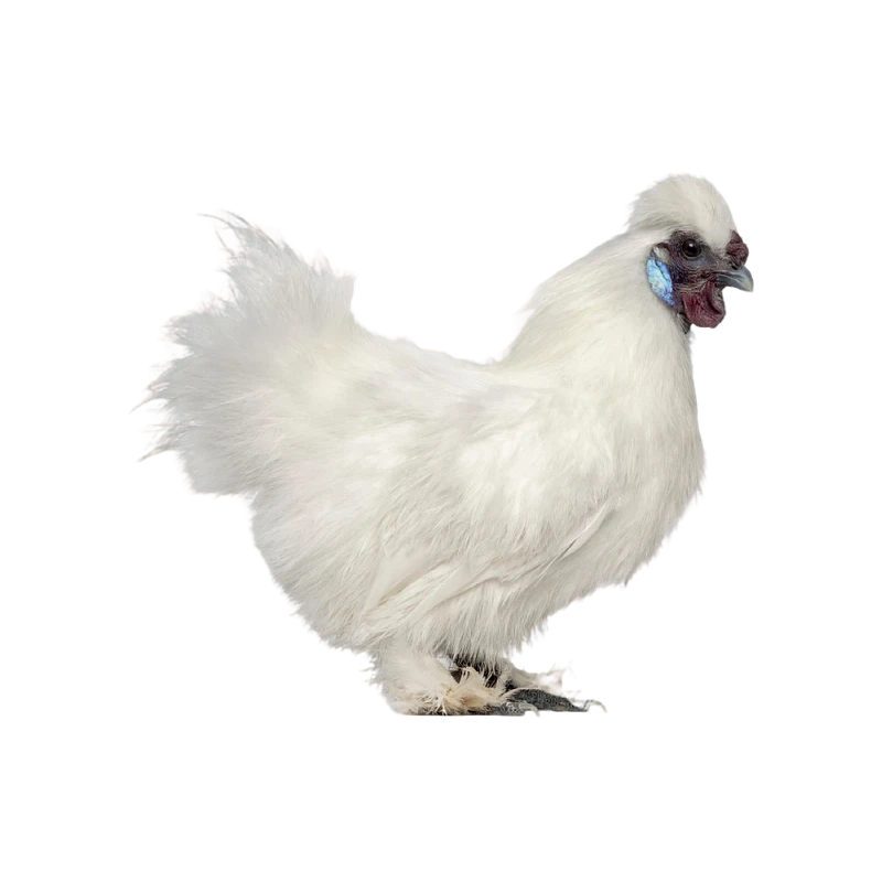 【99元发4只】2斤白凤.营养.m3