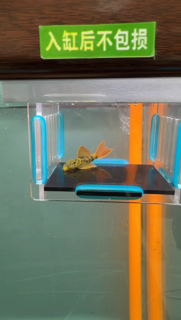 清道夫鱼016号600入缸不包损录制完整开箱视频5.2厘米