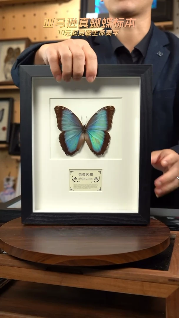 蝴蝶标本摆件竞拍d13