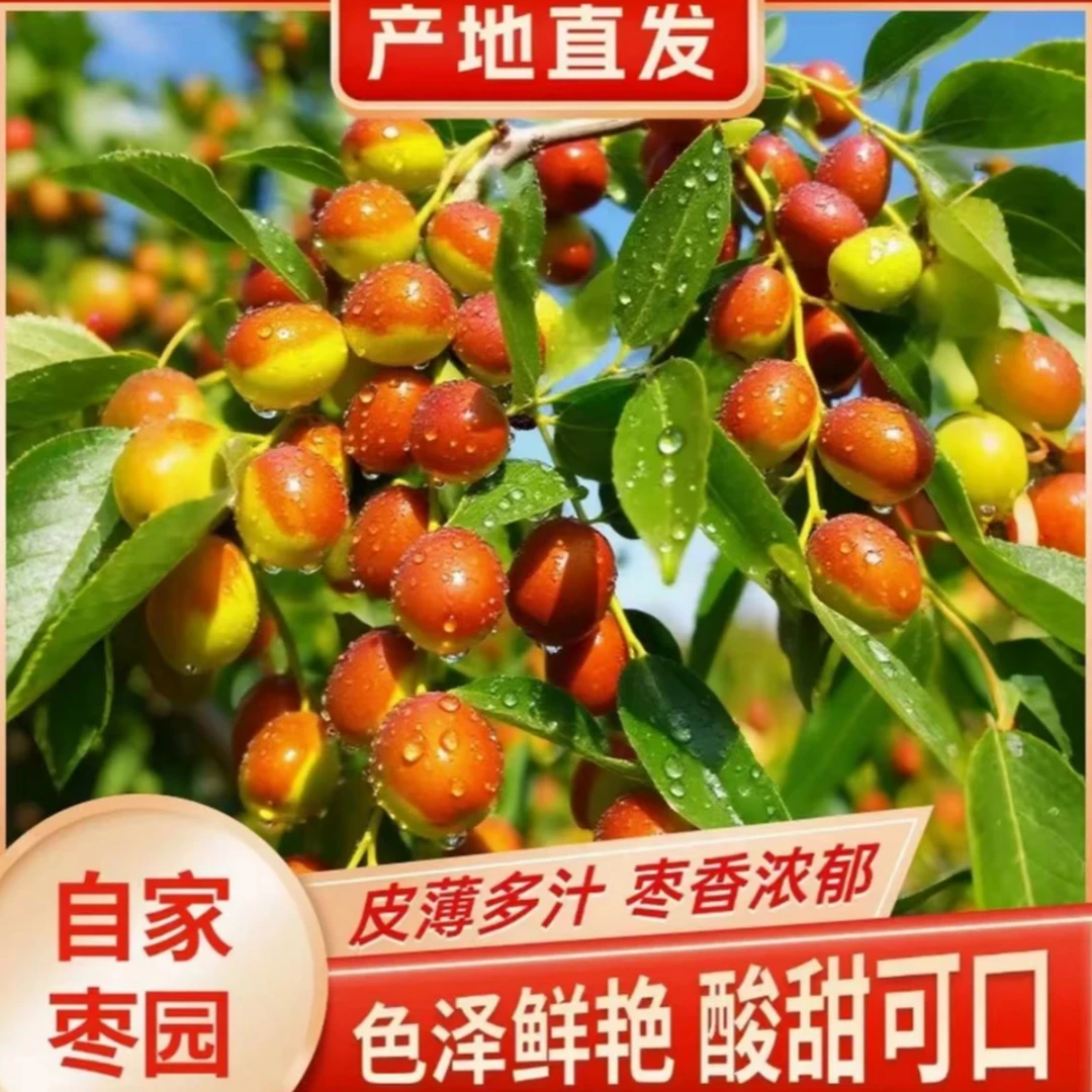正宗辽宁朝阳平顶大枣新鲜大枣现摘现发鲜甜饱满多汁脆甜皮薄肉厚