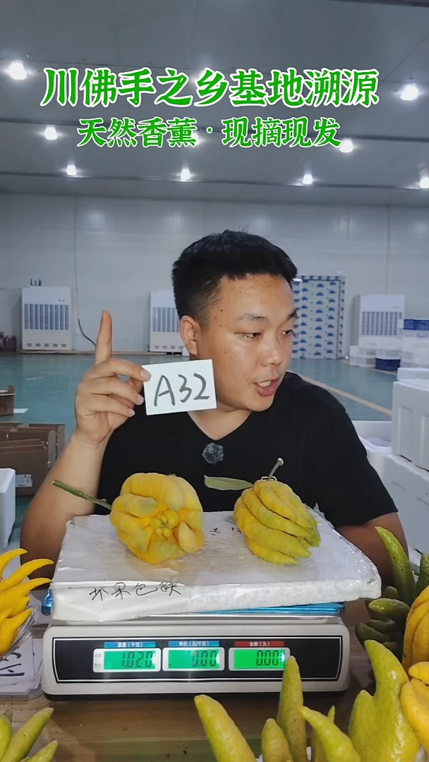 柑橘【一物一拍】川佛手柑鲜果A32