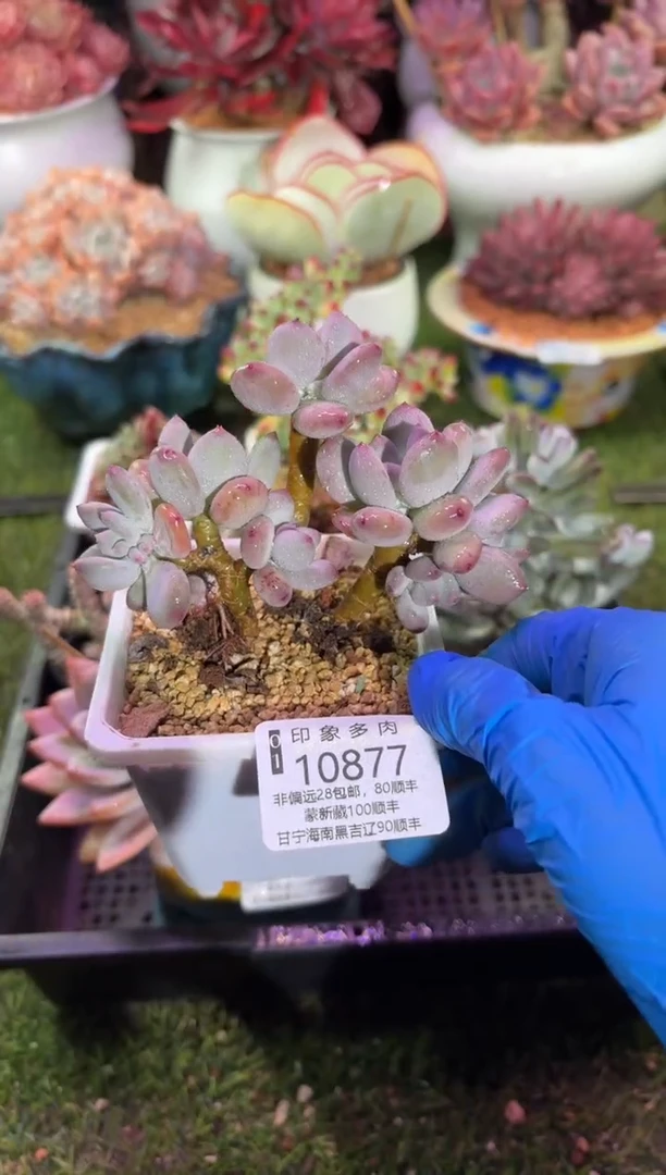 【闪购商品】10877