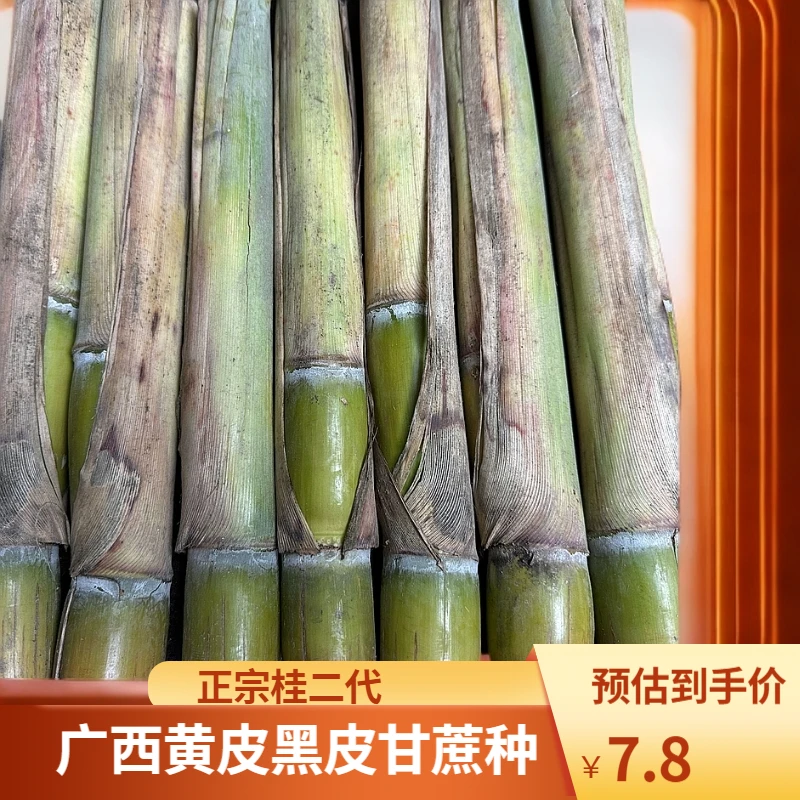 小时郁金香水仙花彼岸花漳州进口广西黄皮黑皮甘蔗种苗四季种植