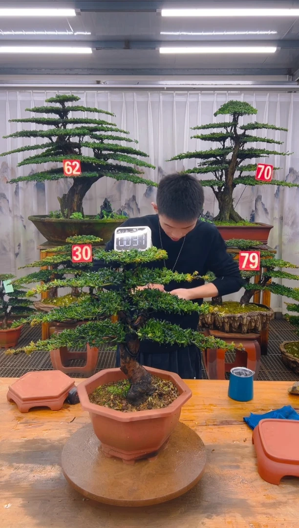 无花朵精品盆景直播间一物一拍
