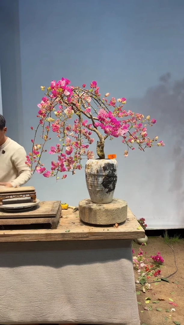 以实际为准三角梅75