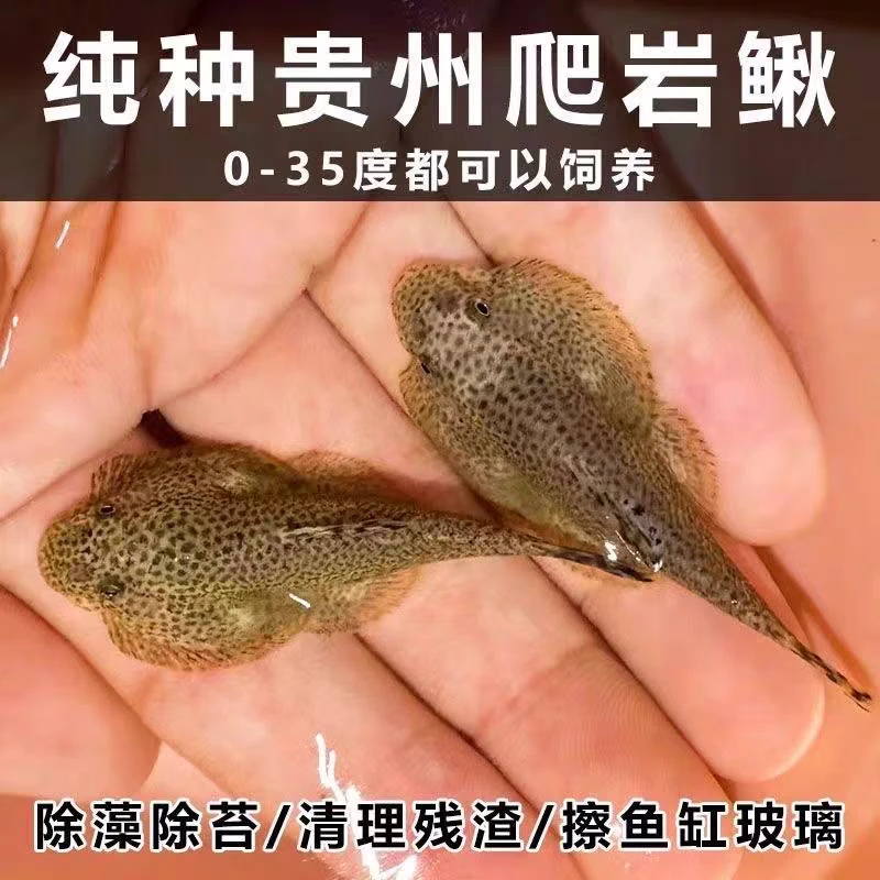 贵州爬岩鳅斗鱼伴侣小鲃伴侣原生溪流双吸盘吸鳅清洁鱼工具鱼吸盘