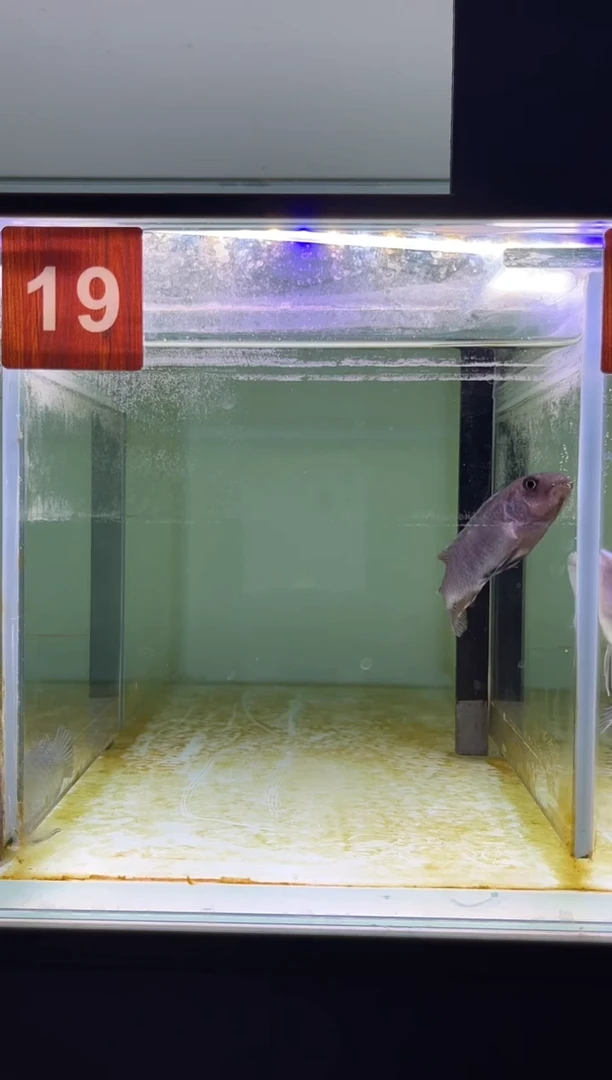 海水鱼三湖慈鲷野生
