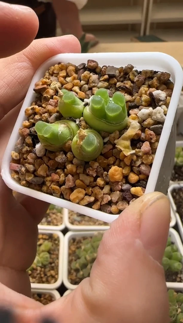 【闪购商品】14-184