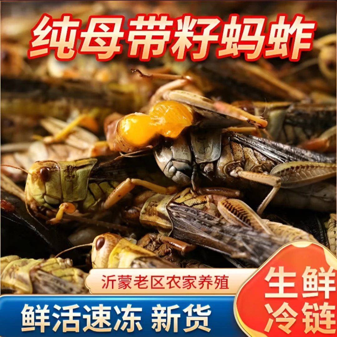 顺丰包邮新鲜蚱蜢纯母带籽去翅公母混合满黄食用昆虫东亚飞蝗冷冻