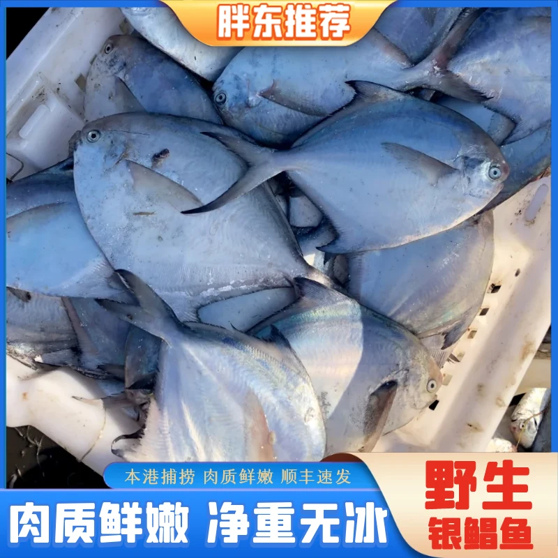 【胖东海鲜】纯野生海捕银鲳鱼深海鱼新鲜海鲜水产直播5条/斤4斤装