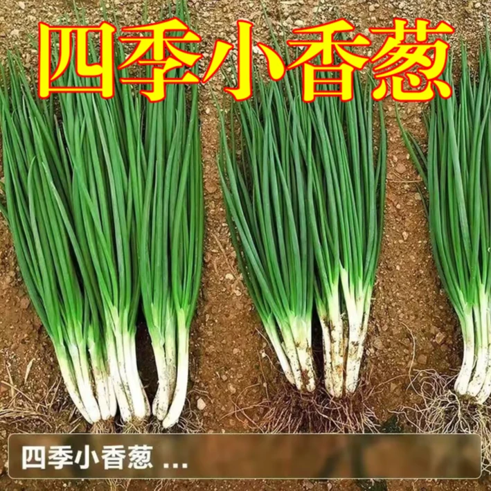 香葱小葱四季蔬菜餐桌菜肴佳品蘸酱提味佐餐居家必备丰收168号