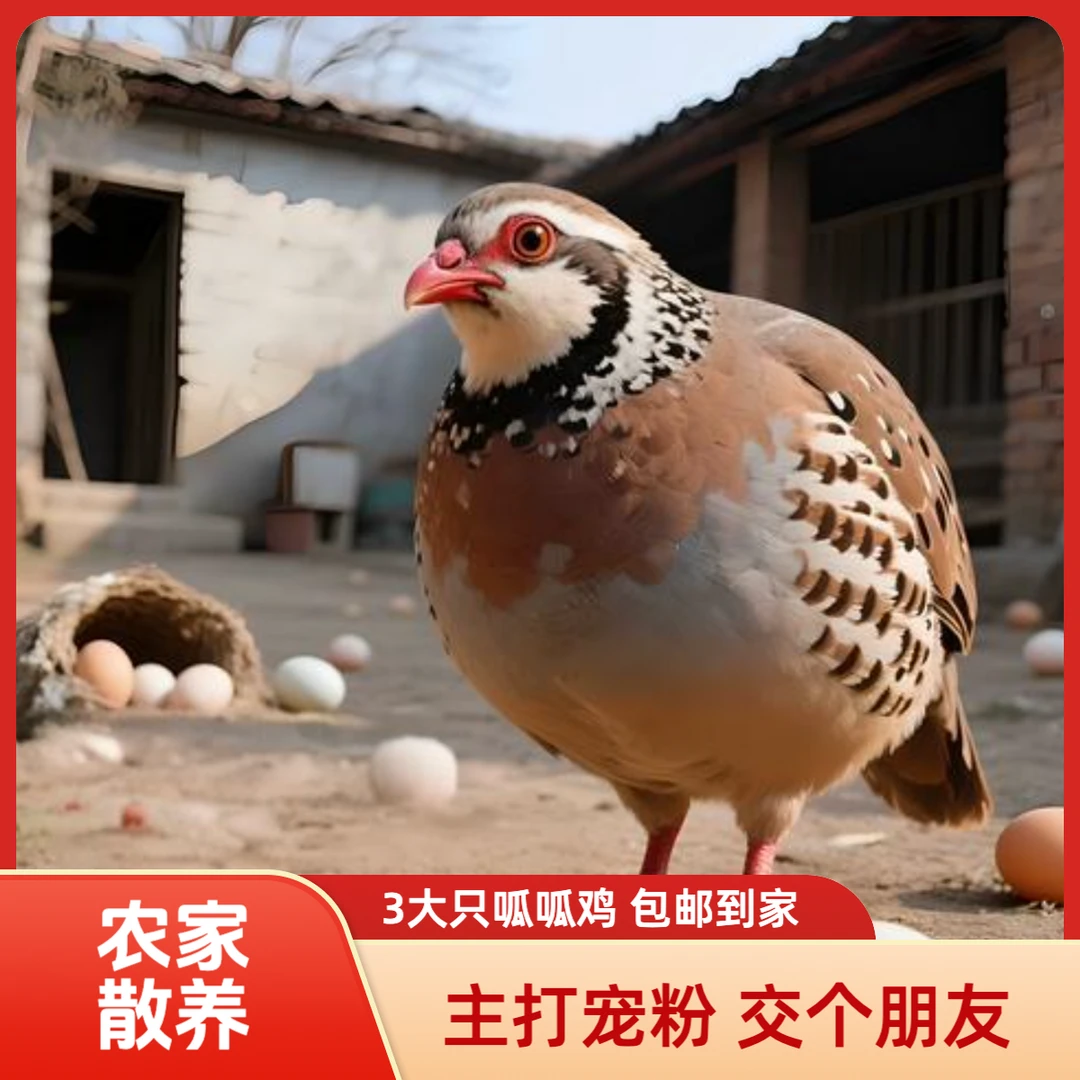 到手3大只宠粉前100单精品高货农家散养鹧鸪鸡包邮包活到家