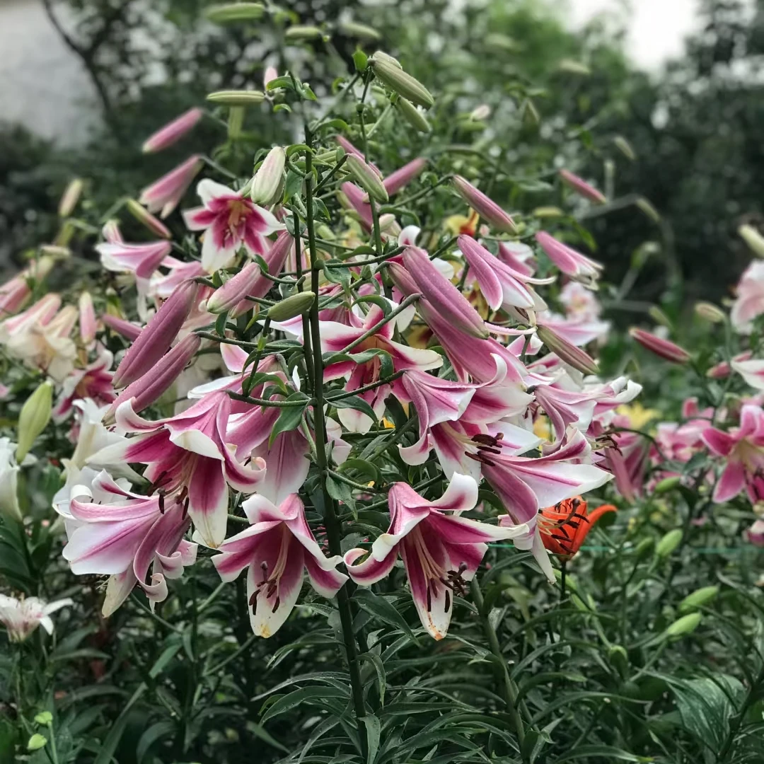 进口一代【美素 OT种球】16/18单瓣鲜花香水百合花种百合庭院阳台