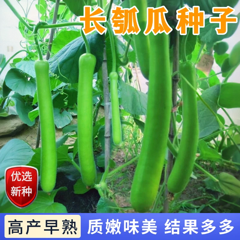 【全店满5包包邮】瓠瓜种子早熟高产鲜嫩瓠瓜瓠子四季农家蔬菜籽