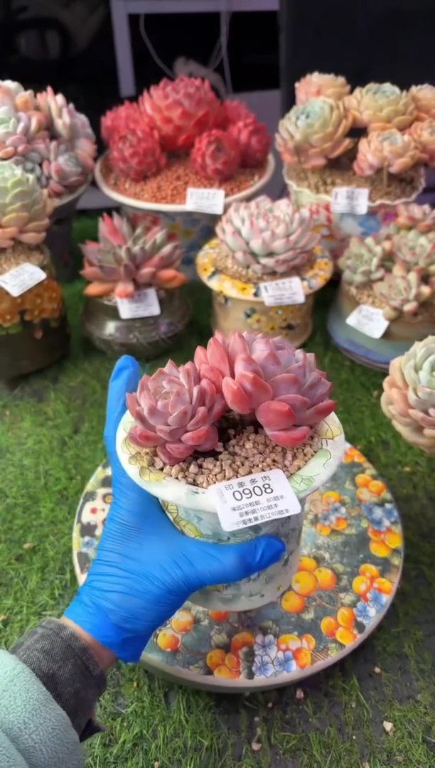 昆明印象多肉0908