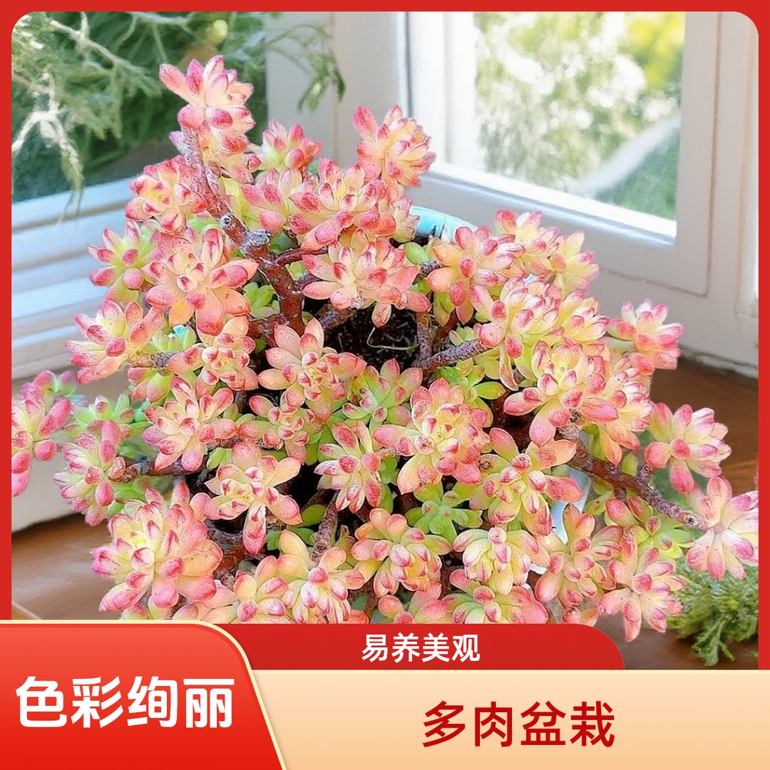 盆景红旗尔脱土  小谢多肉拍空气多肉植物耐旱包邮  以直播展示为