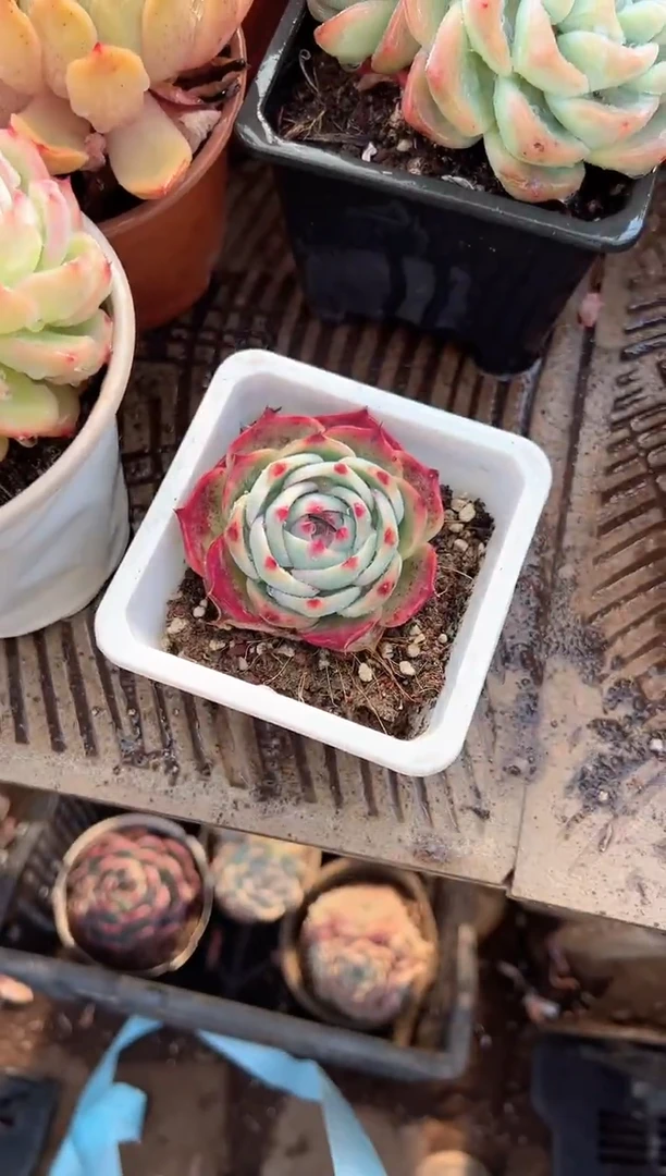 碧*蝴阿迷洲多肉29359