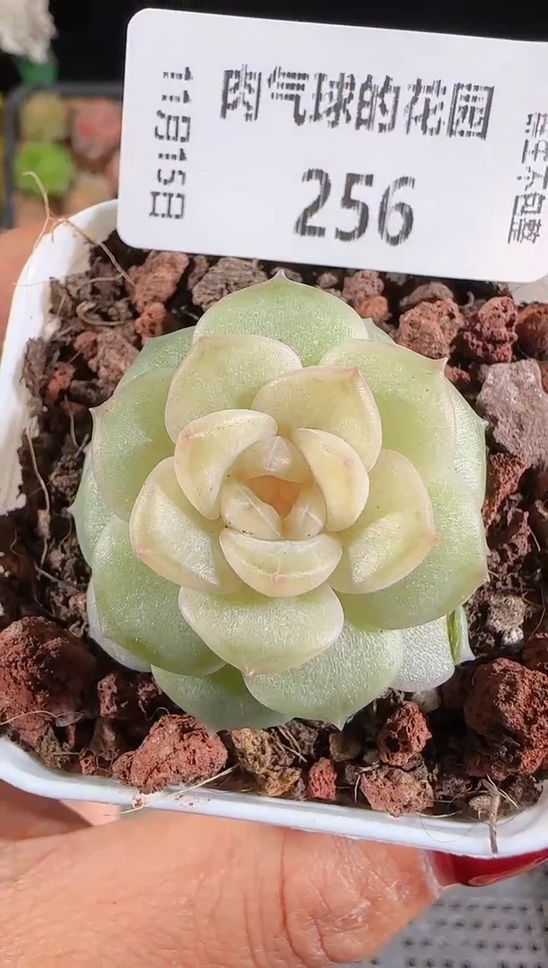 1115-256bl56群生不包整