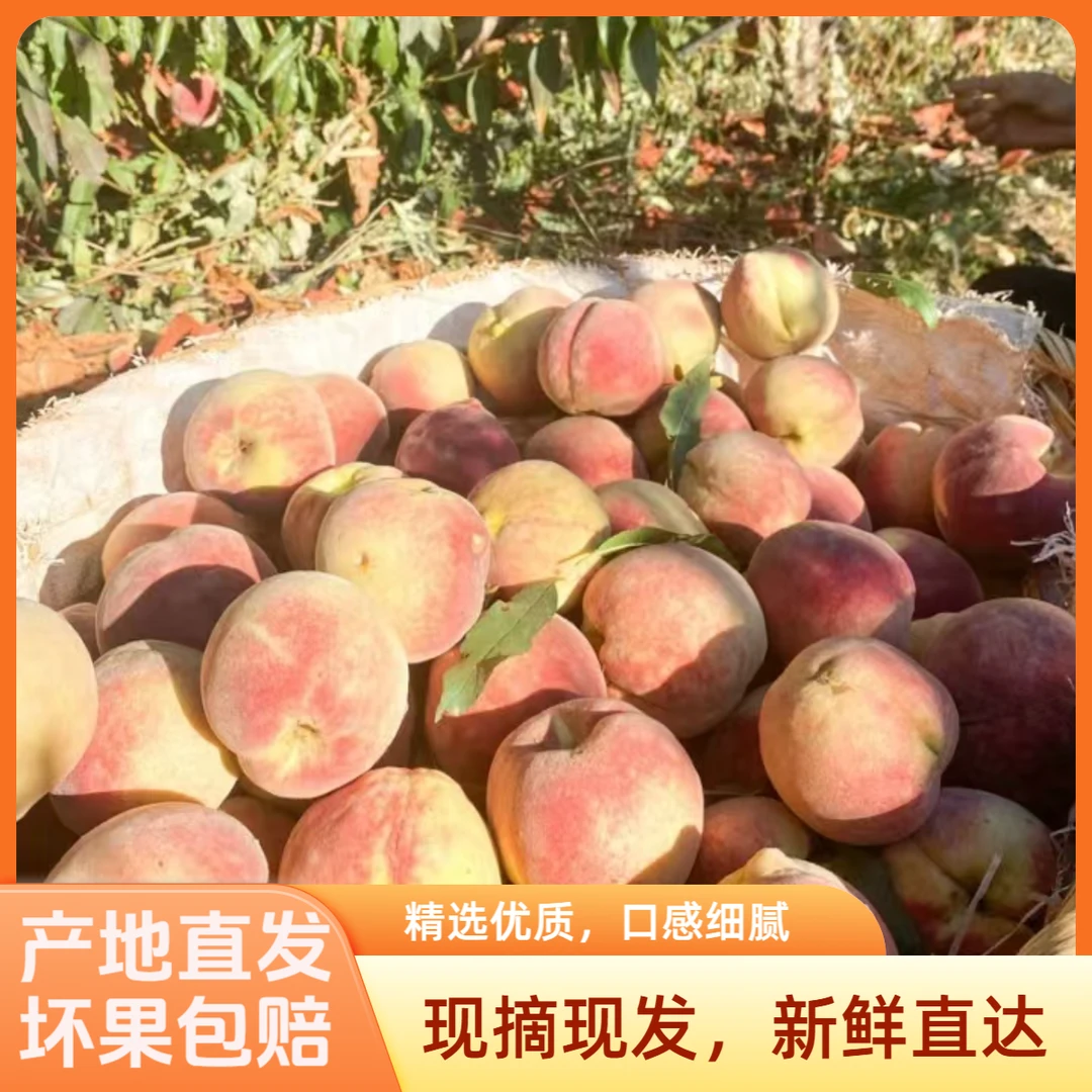 新鲜应季水果山东特产冬桃脆桃脆甜爽口多汁果新鲜采摘秋桃冬桃