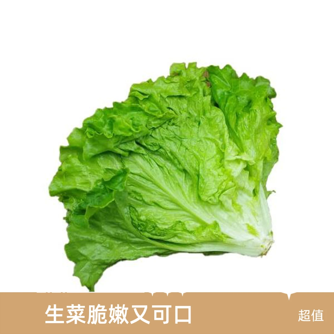生菜  0.8斤-1.2斤/份 绿色蔬菜