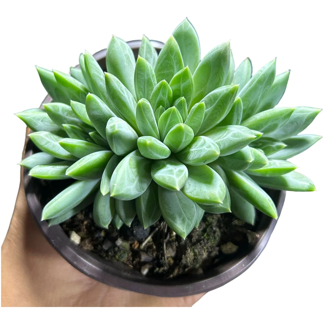 陨石带盆土多肉植物室内绿植净化空气