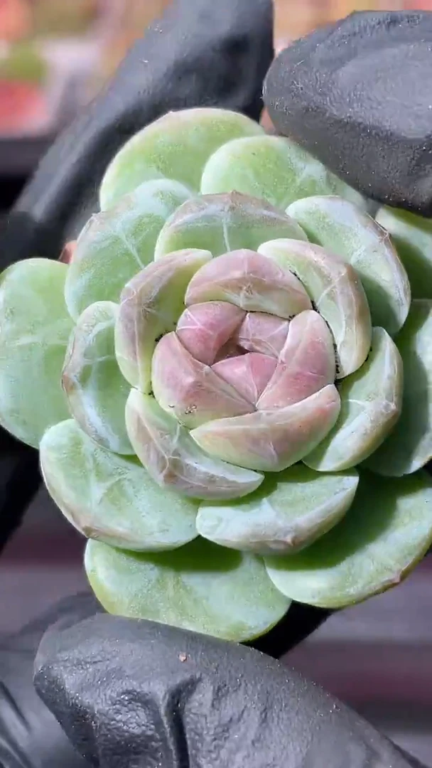 36-48 新品3-4厘米量拍发一颗