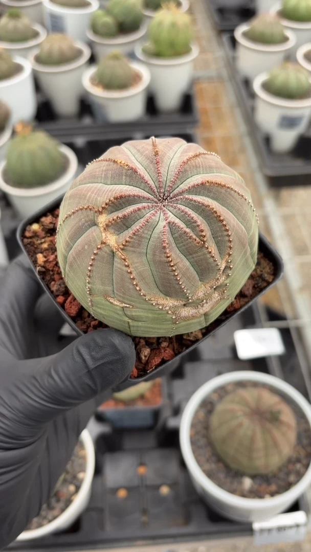 布纹球大戟FC-8015