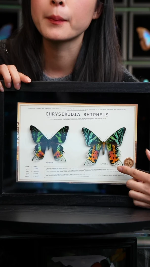 太阳蛾正反两只A4框