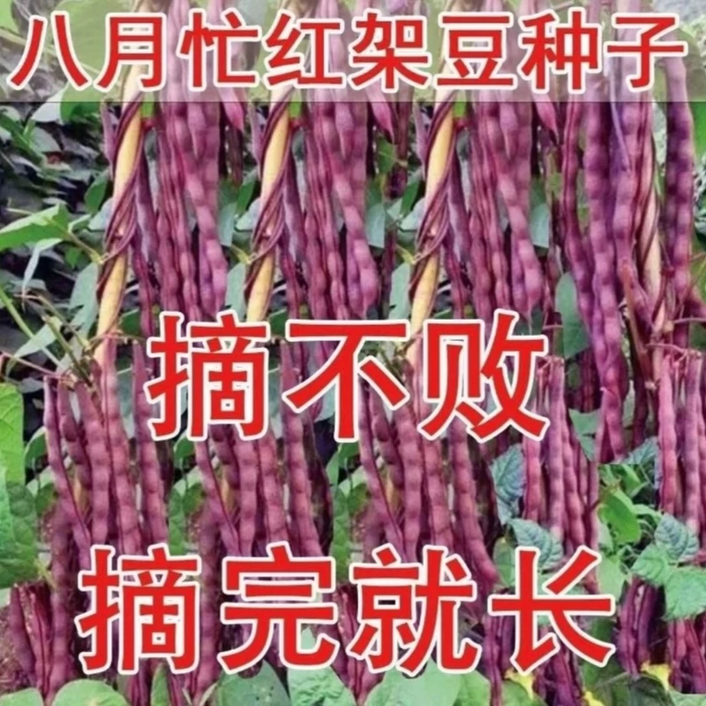 【八月忙冻死鬼豆角种子】耐热紫豆角家庭阳台小院盆栽地栽四季种植