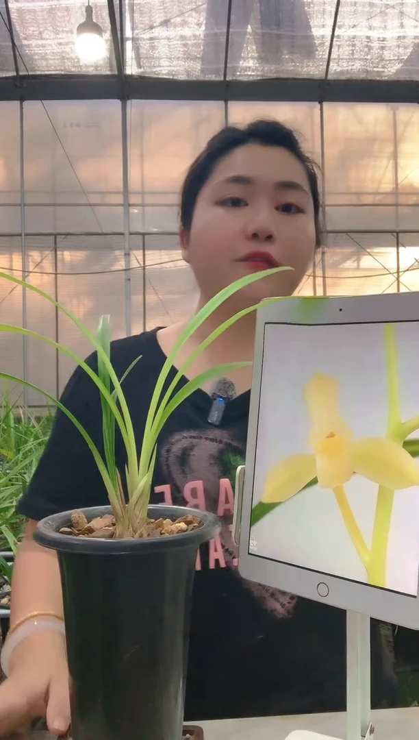 当前无花朵，栽培后可花朵田黄玉2苗1花
