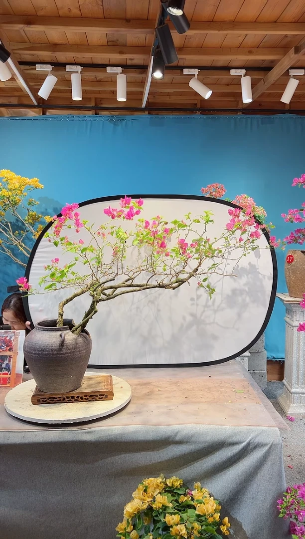 全部花苞洋红公主三角梅