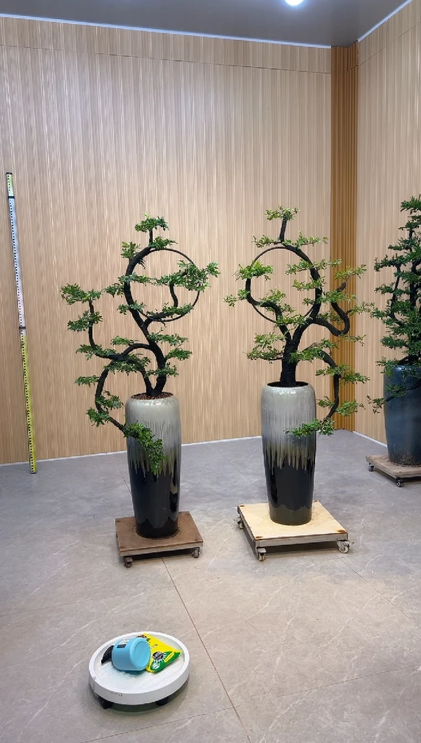 无花朵x****5小叶紫檀小叶紫檀