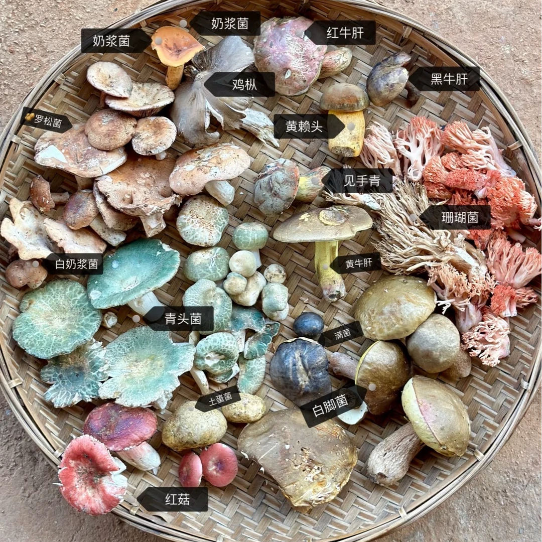 云南新鲜时令新鲜野生菌杂菌专拍（珊瑚菌，石头菌，小黄菌）