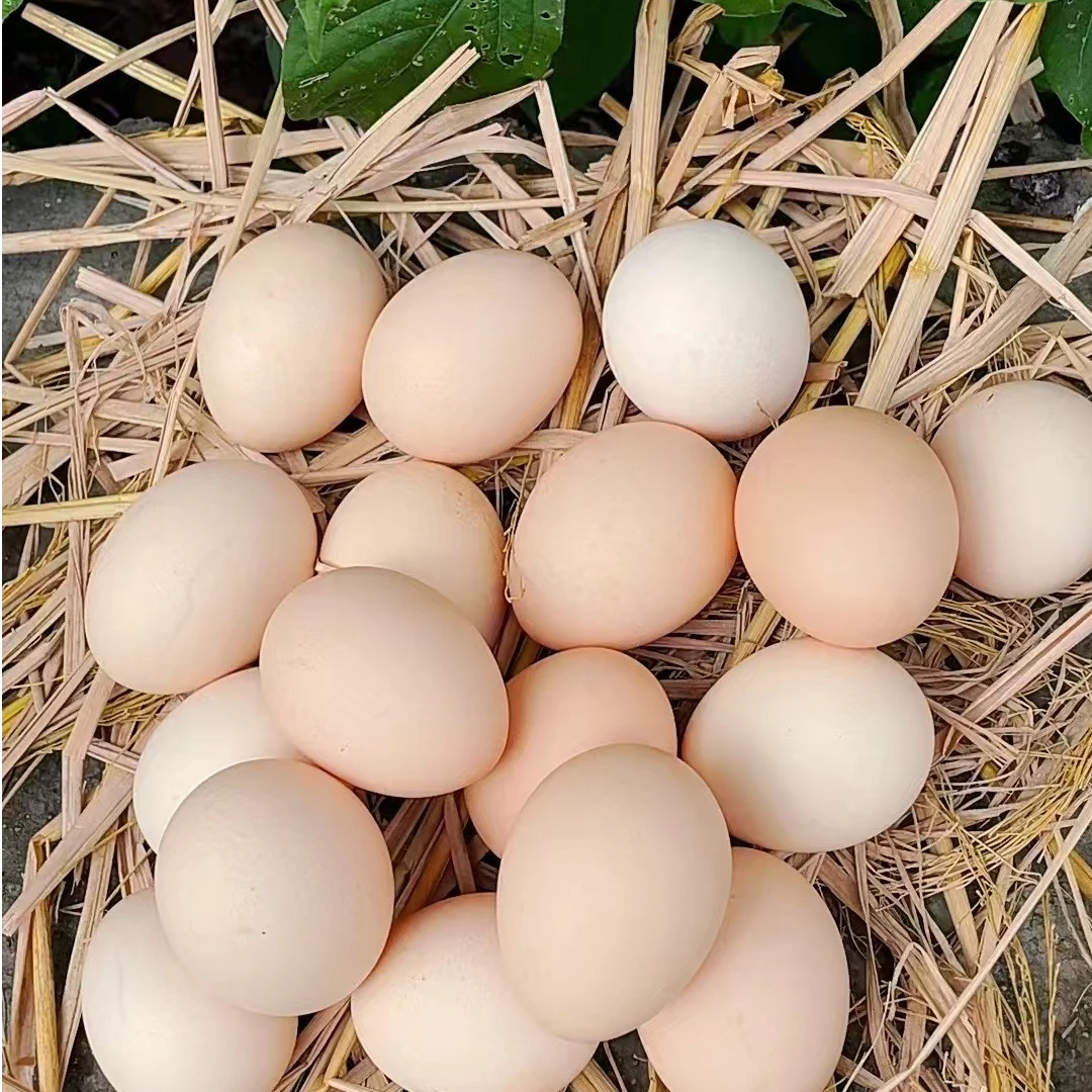 [头窝蛋]新鲜头窝土鸡蛋小蛋散养散放现捡现发