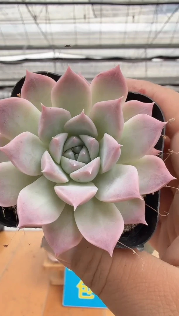 东云多肉园二店-292