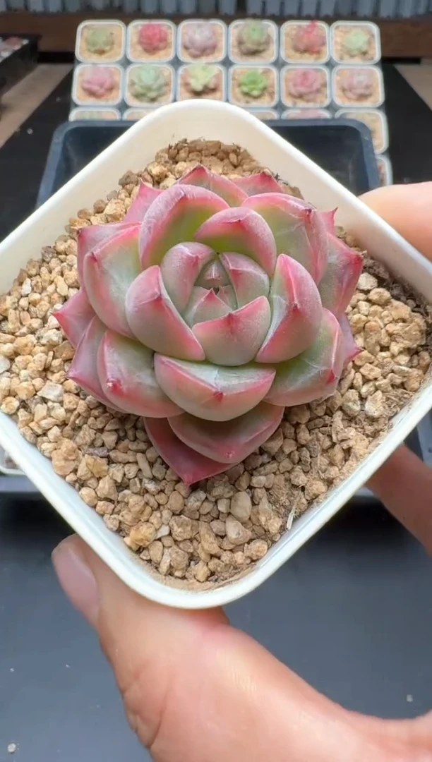 【闪购商品】774C物拍多肉带盆土6.5杯拍3颗包柚