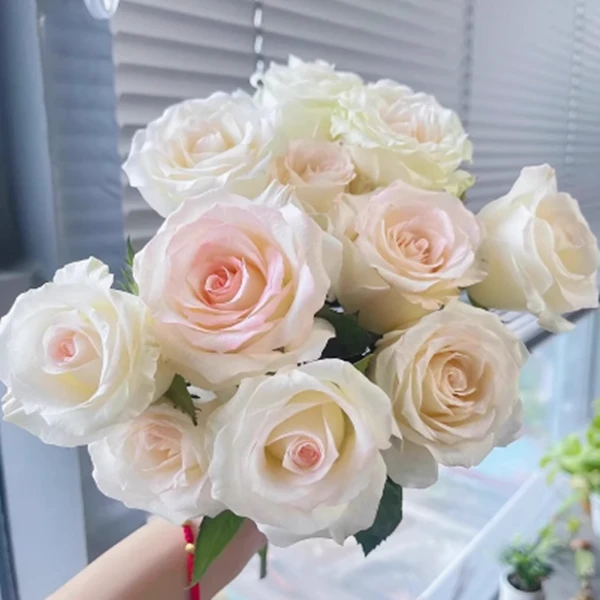 切花小白兔月季小苗大朵玫瑰多季开花浓香阳台花卉