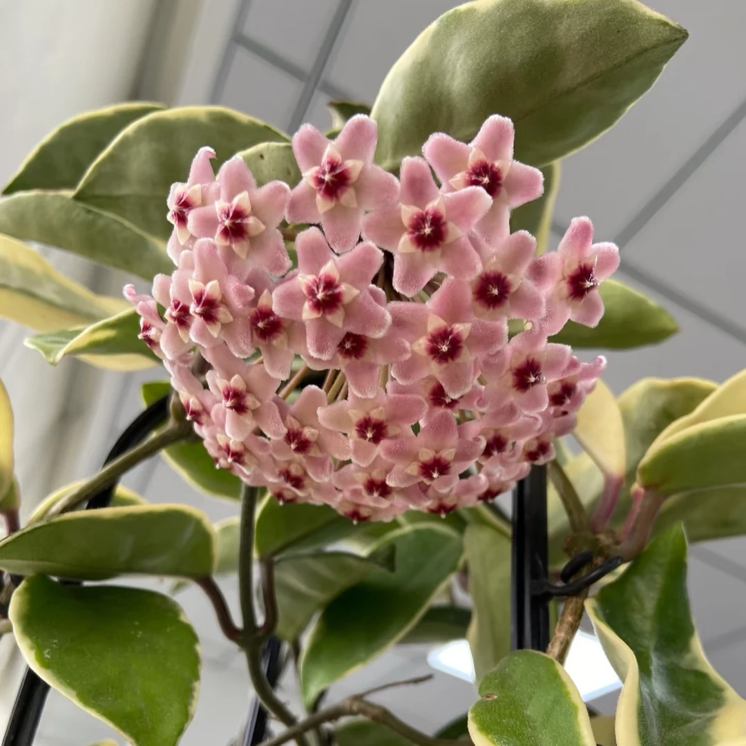 花叶外锦球兰高颜值简约客厅办公室阳台垂吊爬藤植物简单懒人植物