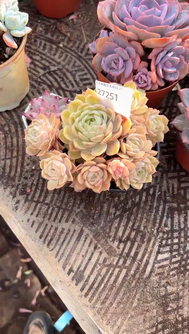 夕**美多肉植物一物一拍27251
