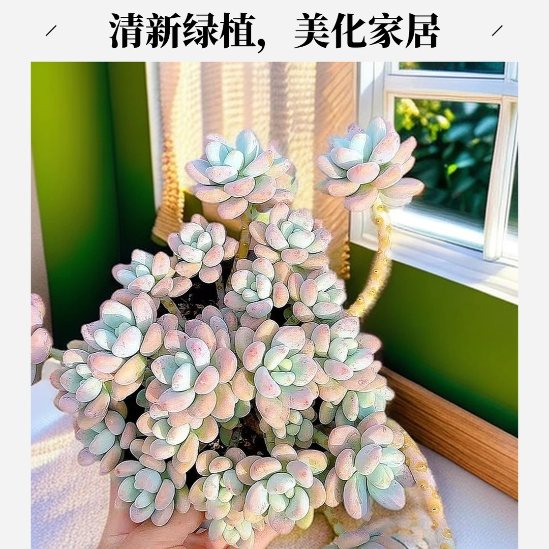 大红洛神脱土 小谢多肉多肉植物庭院空气耐旱上盆种植固定