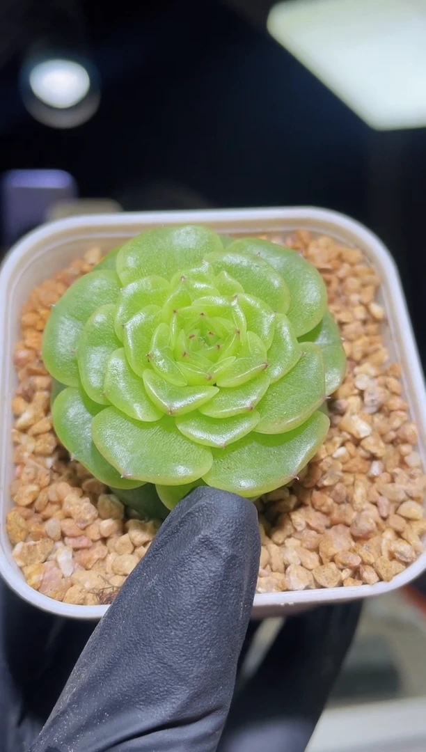 闪购 2465 花谷 多肉一颗  4.0厘米左右