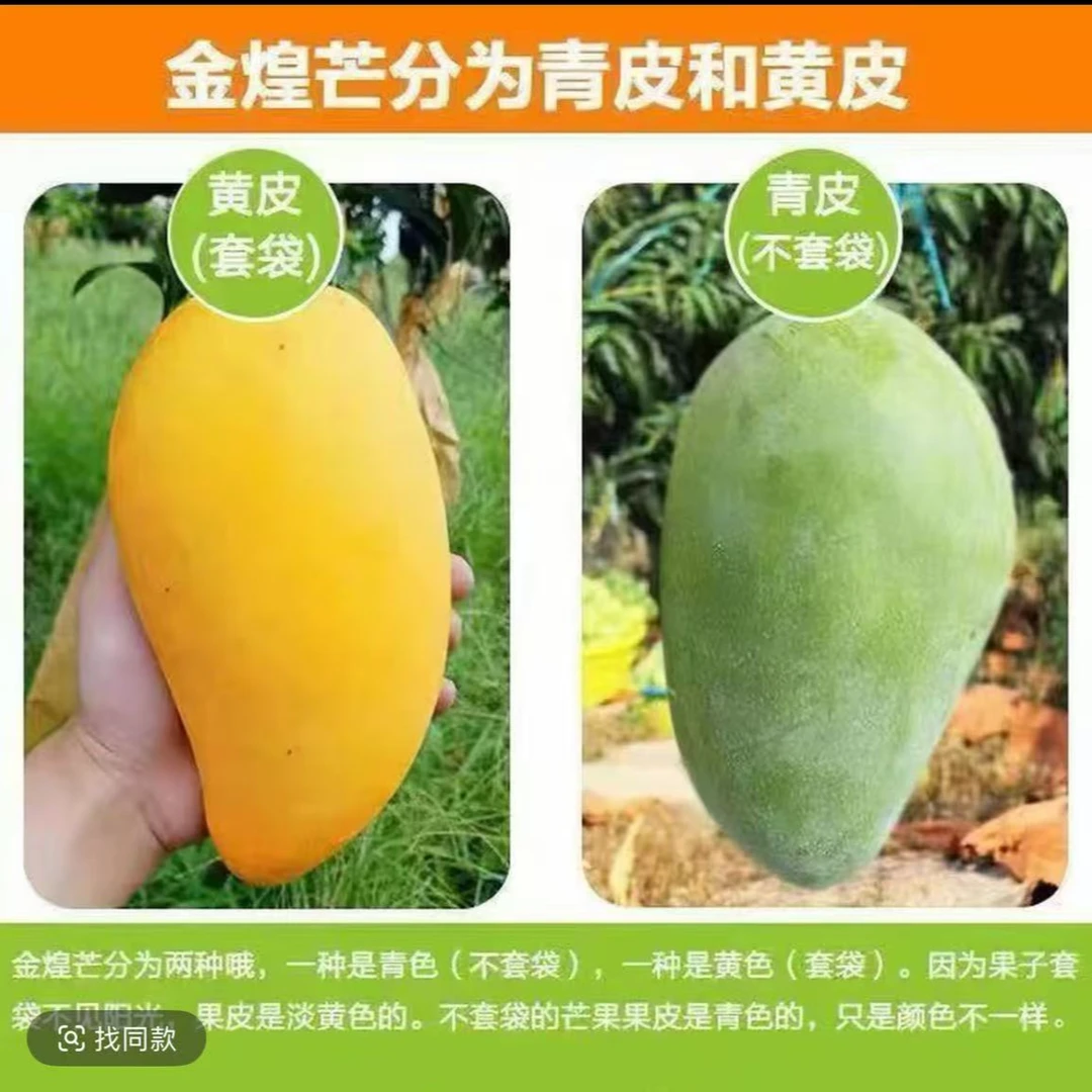 【王小妹专属】广西正宗金煌芒黄皮大芒果黄皮芒果香甜多汁应季水果