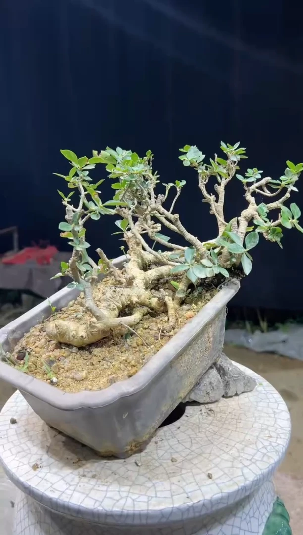 当前无花朵，栽培后可花朵1**8  海岛栀子花