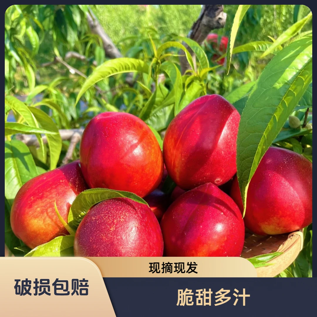 【黄肉油桃】山东麻点红油桃黄心脆甜多汁新鲜现摘现发