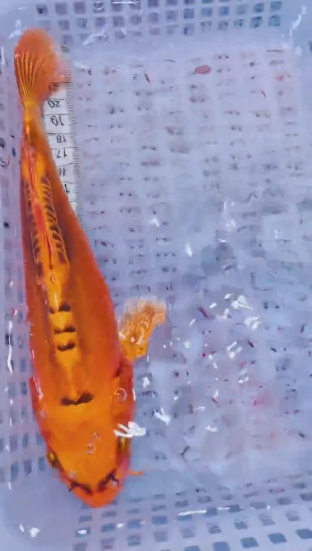 锦鲤血统锦鲤全场包邮100