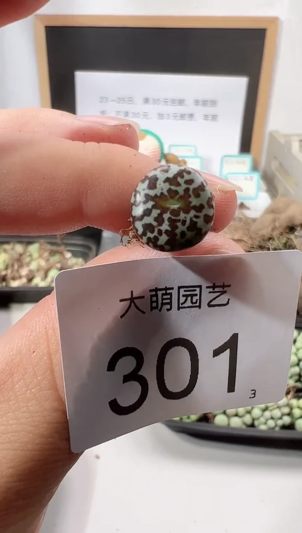 【闪购商品】+++++301