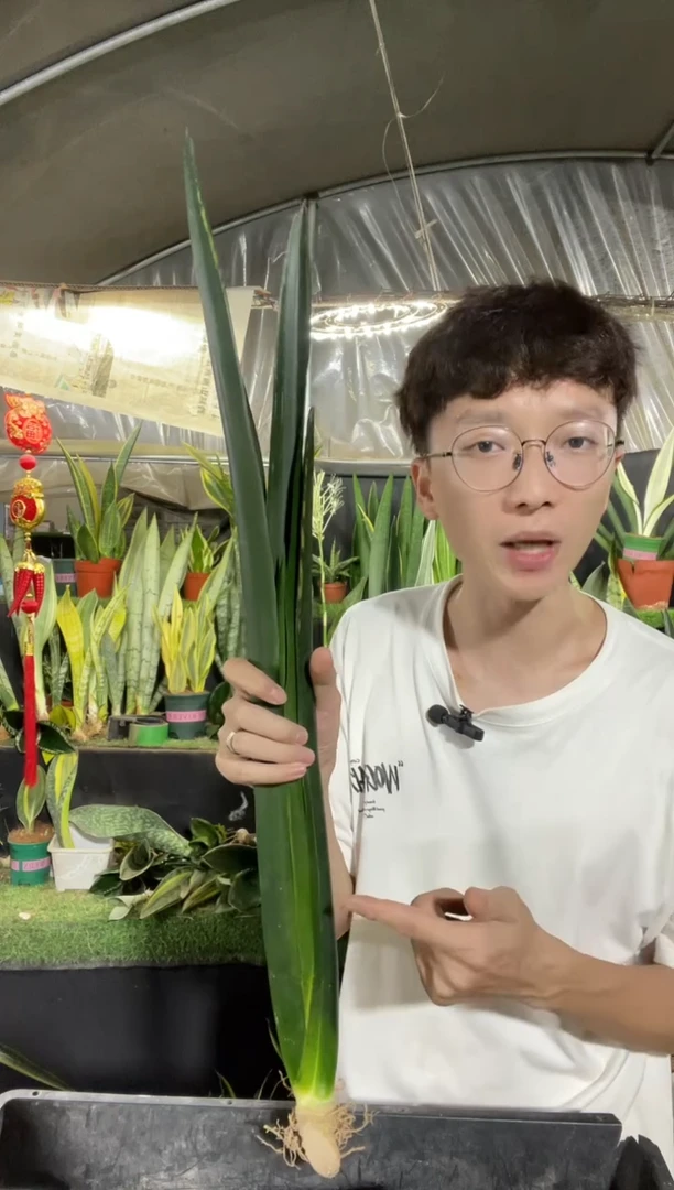 （星空）高脚裸根29.8