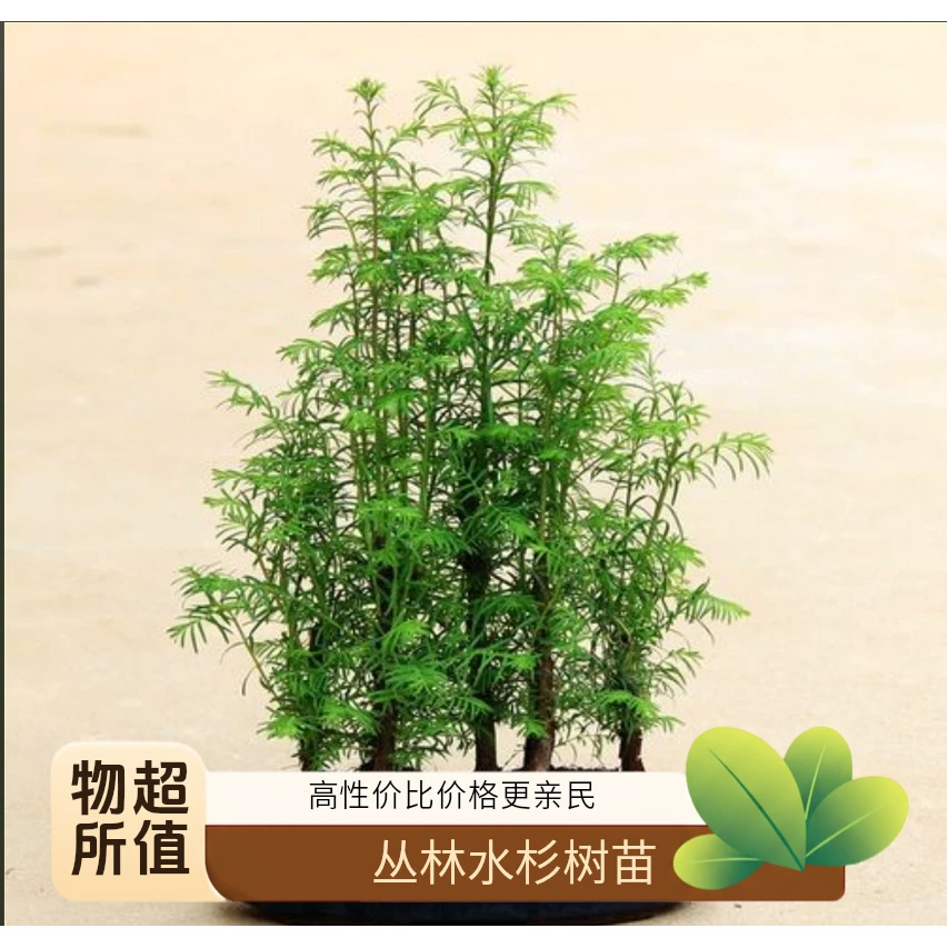 水衫老桩盆景室内好养办公室客厅书房画室书房禅意观叶造型盆栽