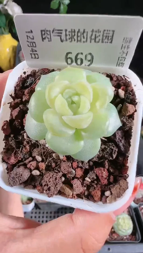 1204-669玉瑶多肉群生不包整