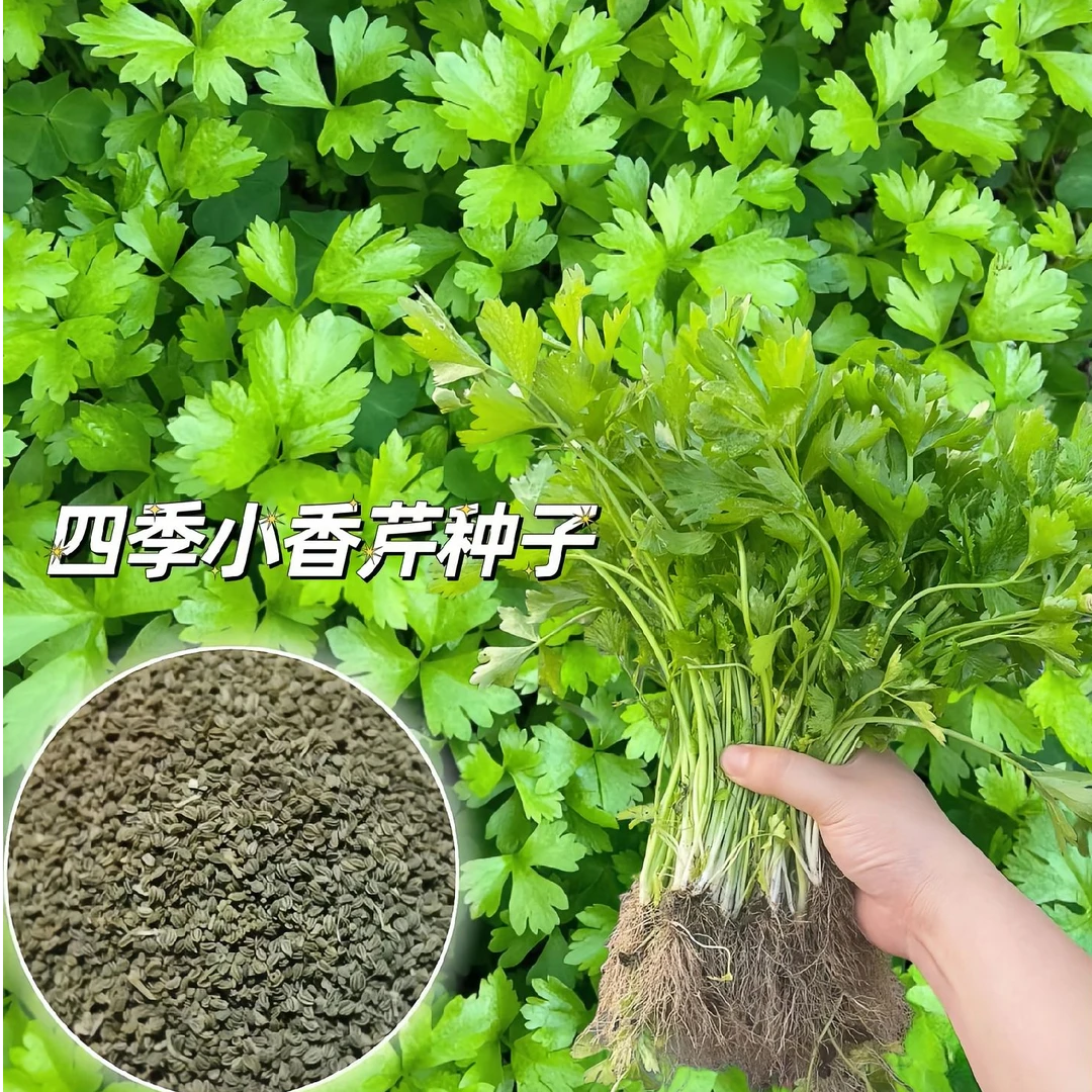 四季民国芹菜种子耐高温植物耐寒正宗小香芹菜种子芹菜籽菜种子
